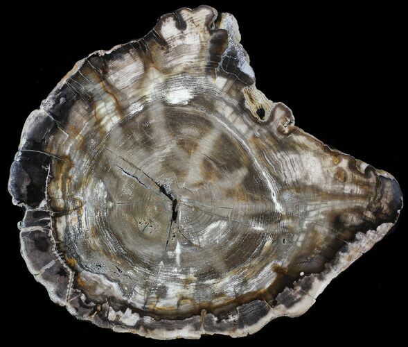 Petrified Wood (Hickory) Slab - Deschutes River, Oregon #62683